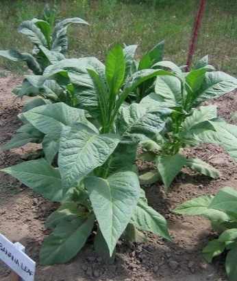 Banana Leaf Tobacco Plant